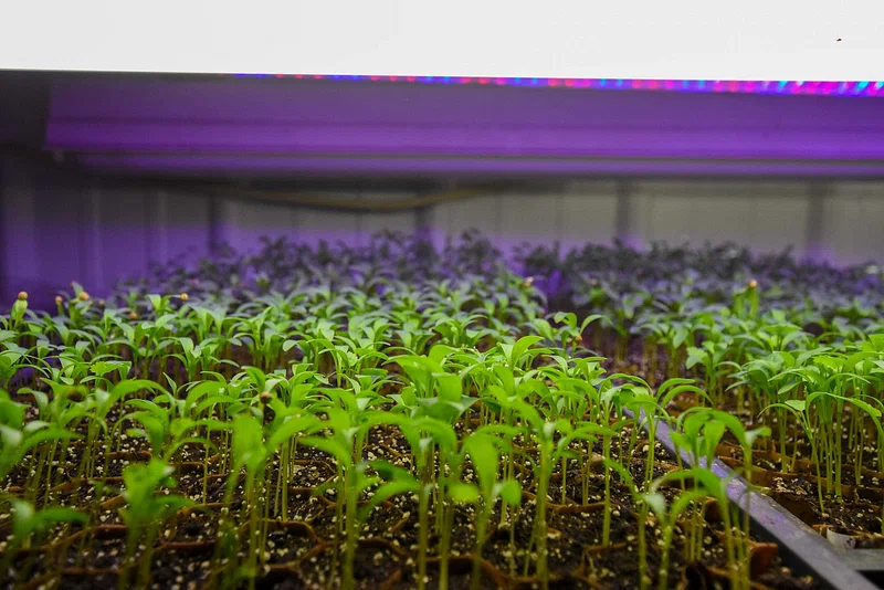 Growing Microgreens at Home: The Ultimate Beginner’s Guide