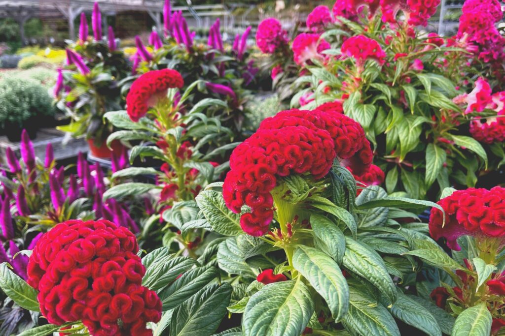 Best Native Plants for Your Region: Thrive with Local Flora