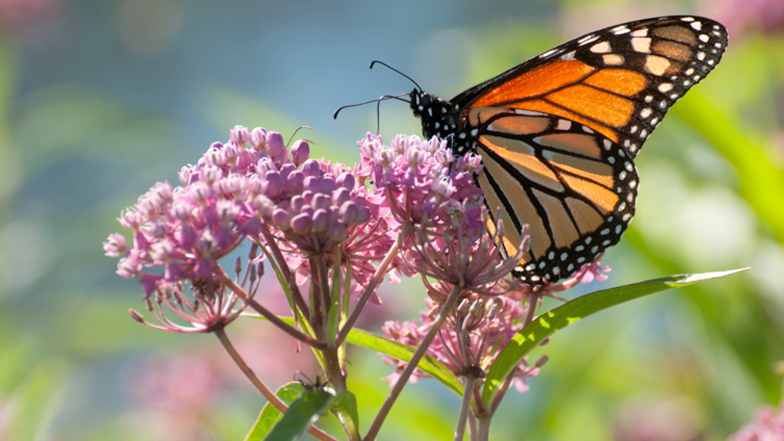 Creating a Pollinator-Friendly Garden: Your Guide to Supporting Nature’s Superheroes