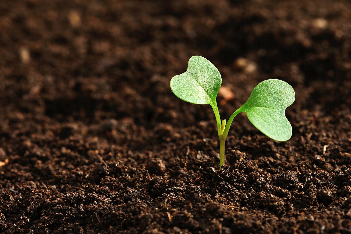 Regrowing Kitchen Scraps: The Ultimate Guide to Turning Food Waste Into Fresh Produce