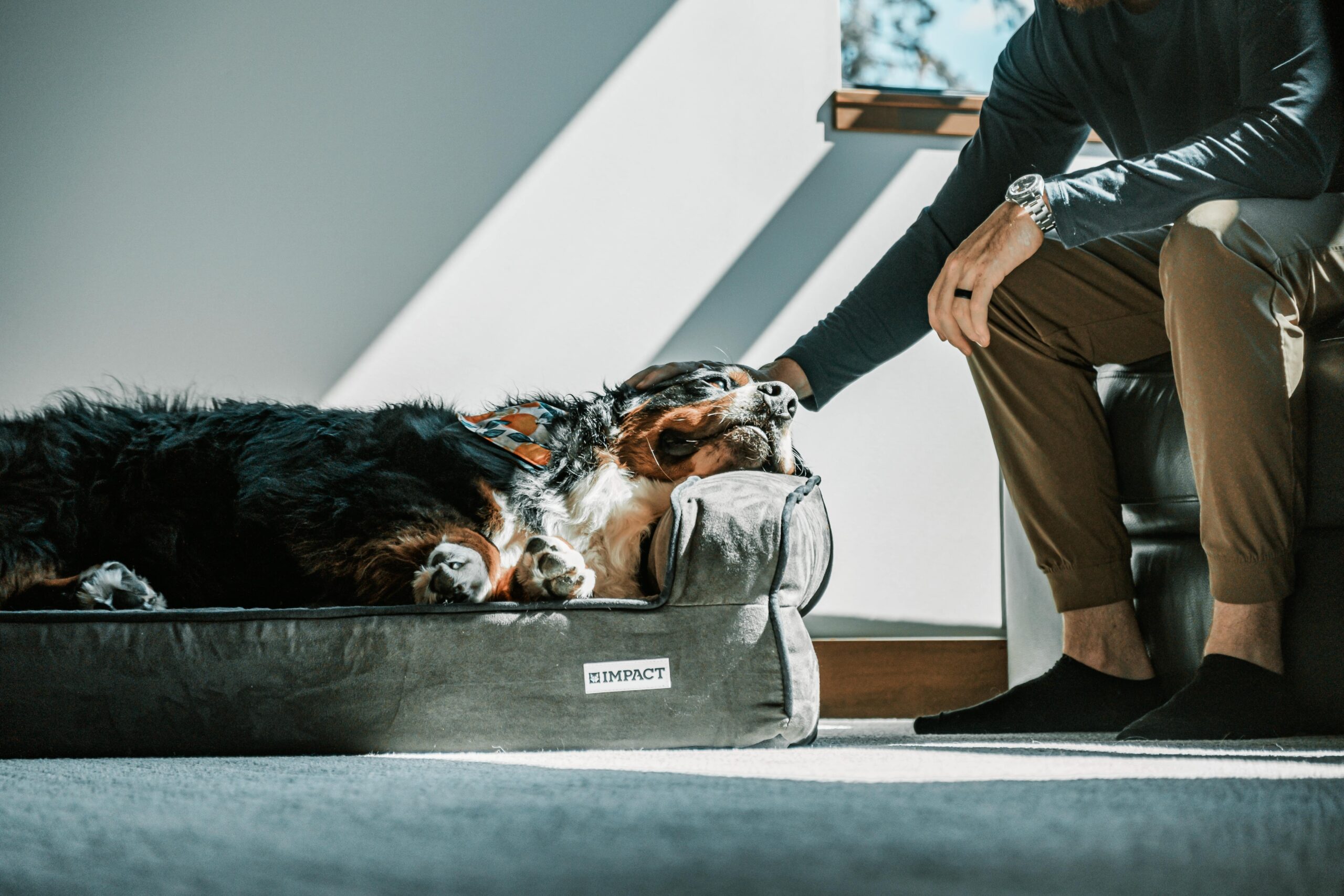 Pet-Friendly Decor: Stylish Living for Animal Lovers