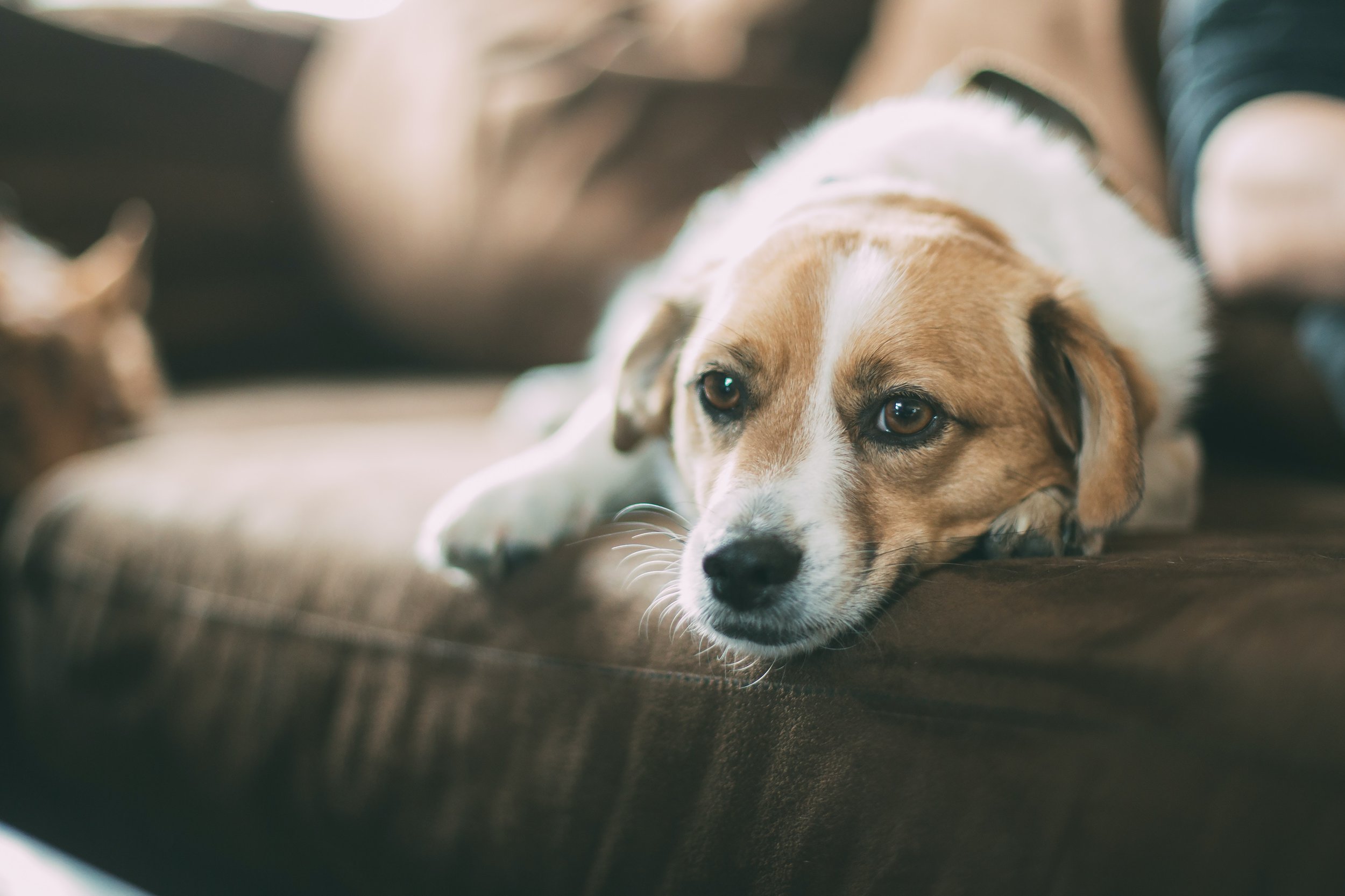 What To Do If Your Pet Breaks a Store Item: Understanding Liability and Etiquette