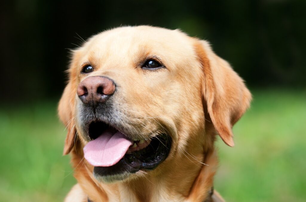 How to Pet-Proof Your Home Without Compromising Aesthetic: Stylish Solutions for Modern Pet Owners
